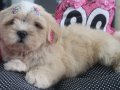 Lhasa apso